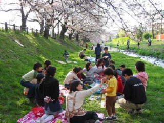 根川でのお花見